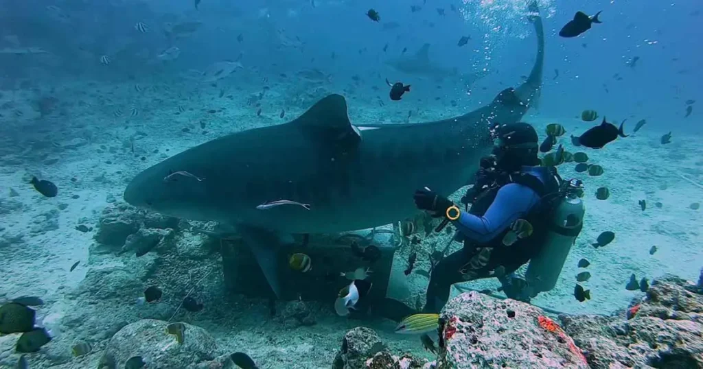 Go Shark Diving in Beqa Lagoon